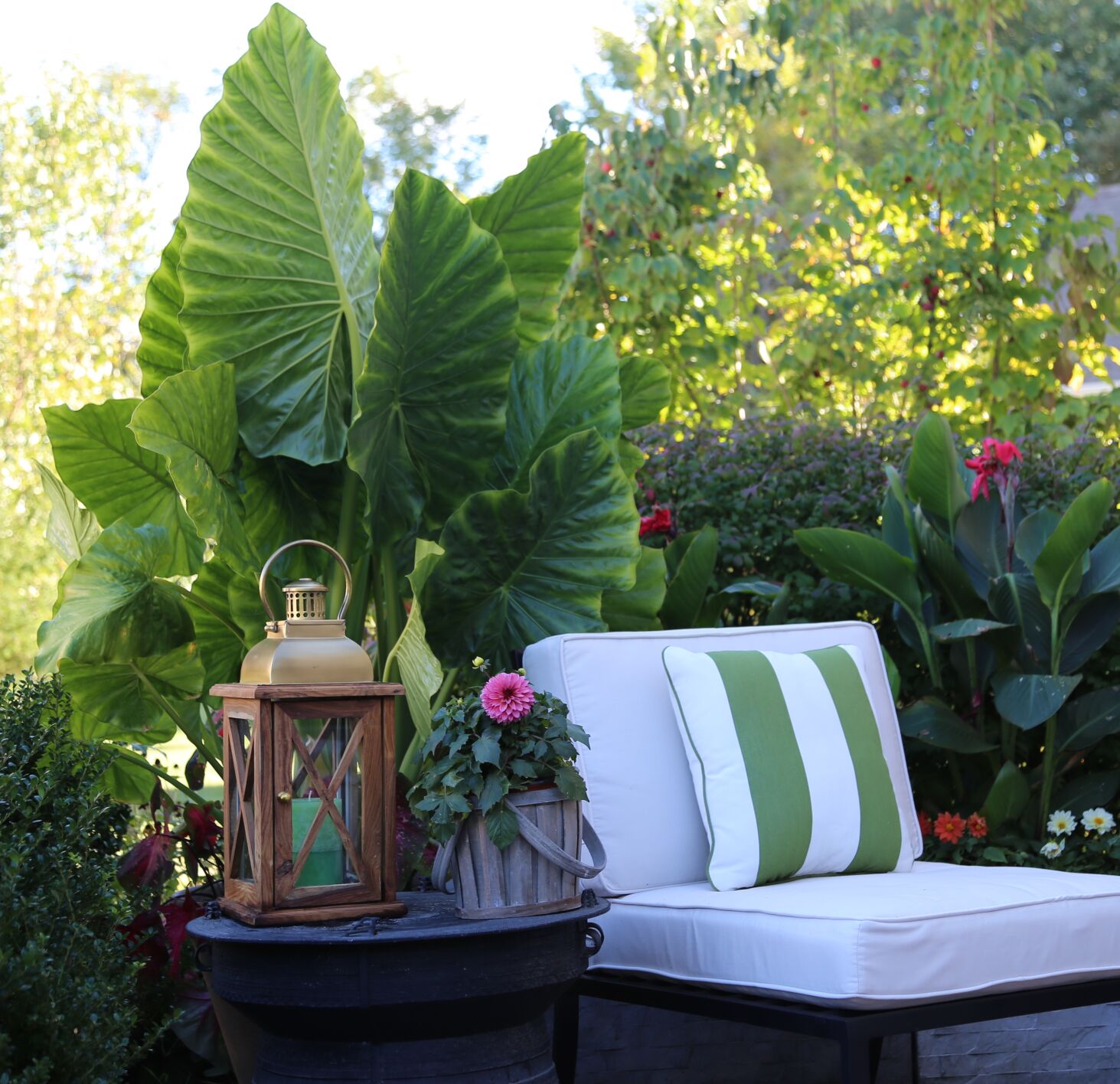Elephant Ears